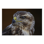 Poster Buteo buteo (Devant)