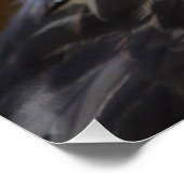 Poster Buteo buteo (Coin)