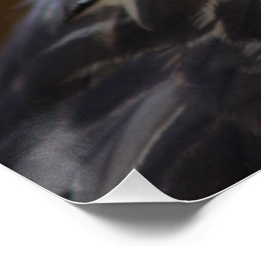 Poster Buteo buteo (Coin)