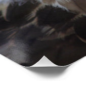 Poster Buteo buteo (Coin)