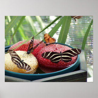 Poster butterflies