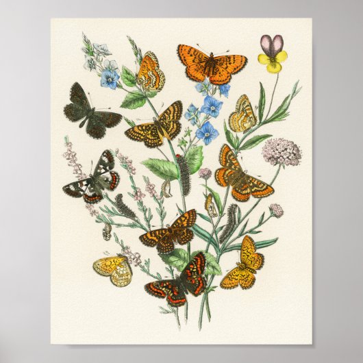 Poster Butterflies and Flowers Vintage Illustration 1 (Devant)