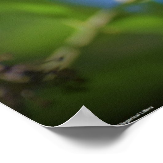 Poster Butterfly,  (Coin)