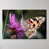 Poster Butterfly (Devant)