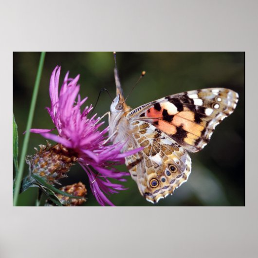 Poster Butterfly (Devant)