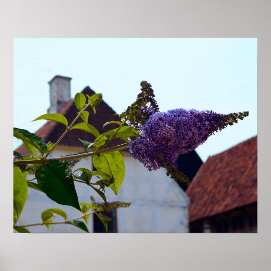 Poster Butterfly Bush, Vieille ville danoise, Aarhus, Dan (Devant)