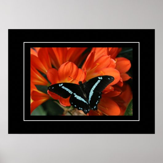 Poster Butterfly/Flowers (Voorkant)