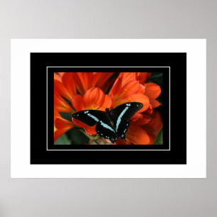 Poster Butterfly/Flowers