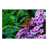 Poster Butterfly in Bloom (Devant)