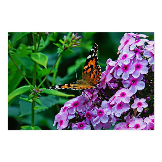 Poster Butterfly in Bloom (Devant)