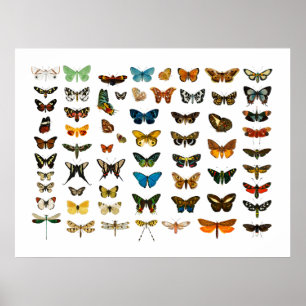 POSTER: BUTTERFLY-KARAKTER POSTER