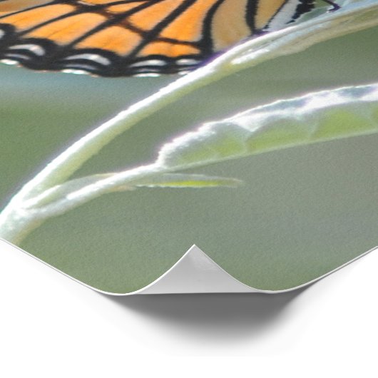 Poster Butterfly resting On A Leaf (Coin)