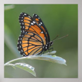 Poster Butterfly resting On A Leaf (Devant)