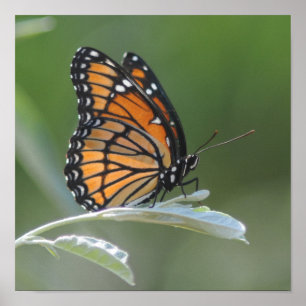 Poster Butterfly resting On A Leaf