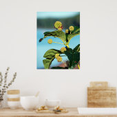 Poster Button Bush sur le fleuve Mississippi (Cuisine)