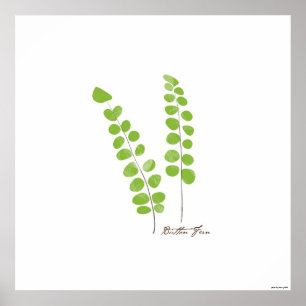 Poster Button Fern Illustration    Fern Botanical Print
