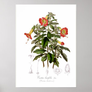 Poster Buxifolia de Cantua