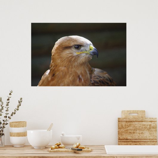 Poster Buzzard à pattes longues (Cuisine)