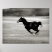 Poster BW Galloping Horse (Devant)