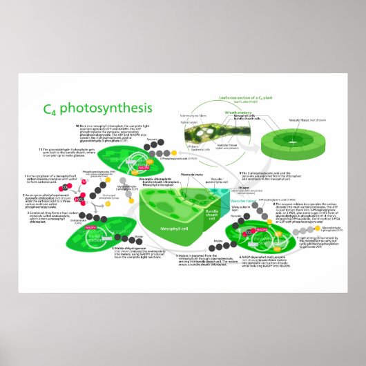Poster C4 Plante feuille de diagramme de photosynthèse (Devant)