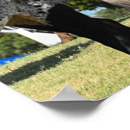 Poster C-47 Skytrain au Texas (Coin)