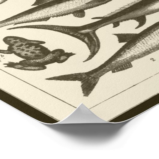 POSTER C R I T T R S (Coin)