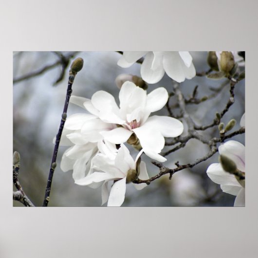 Poster Ça doit être le printemps, l'arbre des tulipes en (Devant)