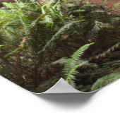 Poster CA, Jedediah Smith Redwoods State Park, (Coin)