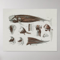 CaaPilot Anatomie de baleines Imprimer Biologie ma