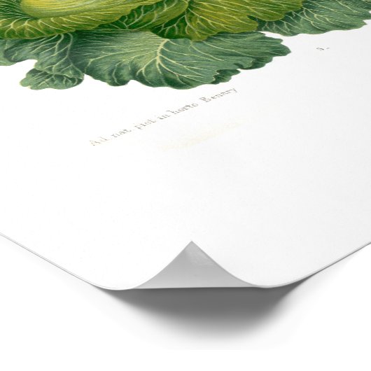 Poster Cabages (Coin)