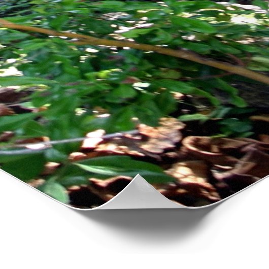 Poster Cabine d'herbe (Coin)