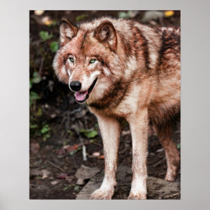 Poster Cabine Loup Rouge Style Moderne Photo