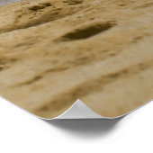 Poster Cabo Seagull 2 (Coin)