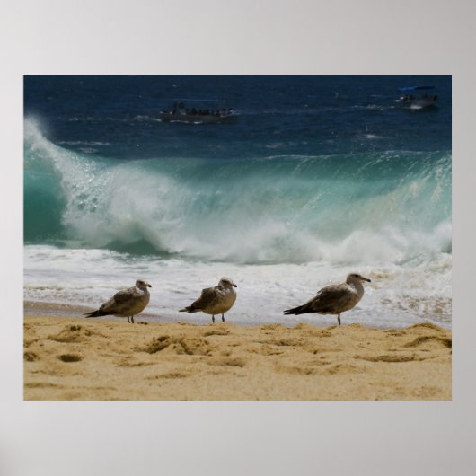 Poster Cabo Seagull 2 (Devant)