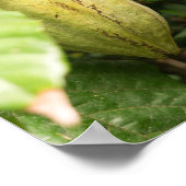 Poster cabosse de cacao (Coin)