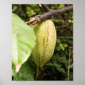 Poster cabosse de cacao (Devant)