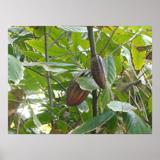 Poster Cacaoyer (Devant)