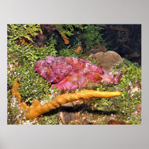 Poster Cachage du poisson scorpionique