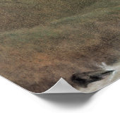 Poster Cachemire, vers 1860 (Coin)