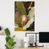 Poster Cacorne de chêne (Bureau à domicile)