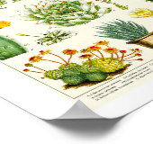 Poster Cacti Succulent Scientific Chart (Coin)