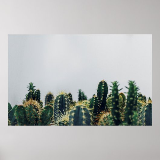 POSTER CACTI VERT (Devant)