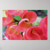 Poster Cactus (Devant)