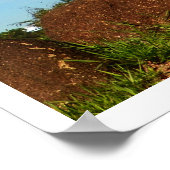 Poster Cactus (Coin)