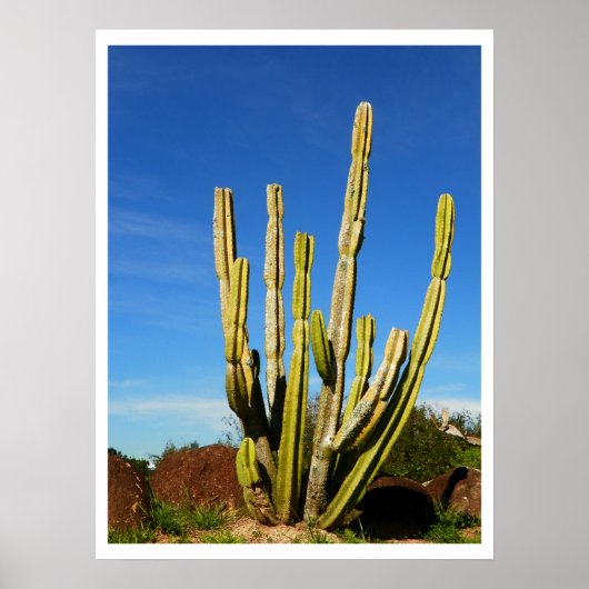 Poster Cactus (Devant)