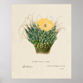 Poster Cactus (Devant)