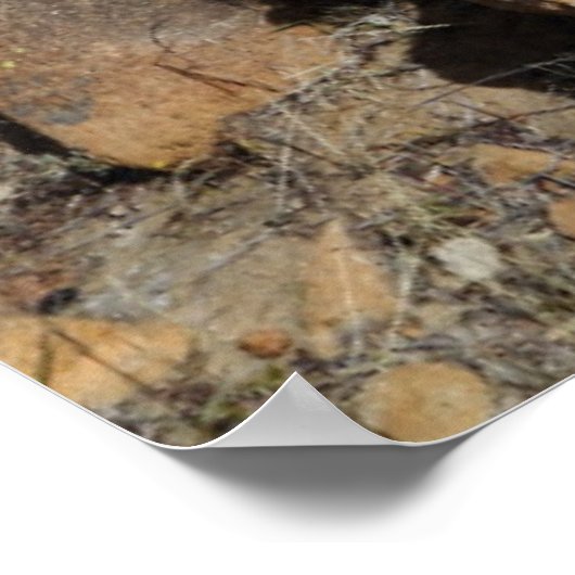 Poster Cactus (Coin)