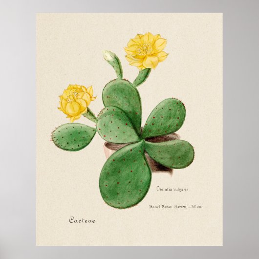 Poster Cactus 2 (Devant)