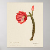 Poster Cactus 4 (Devant)