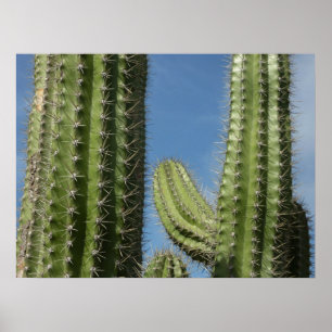 Poster Cactus à baril I Photo de désert